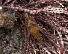 Gammarellus angulosus thumbnail 2
