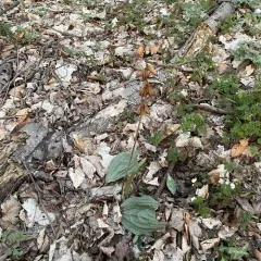 putty root thumbnail 1