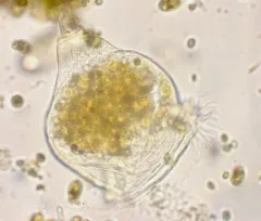 Campanella umbellaria thumbnail 3