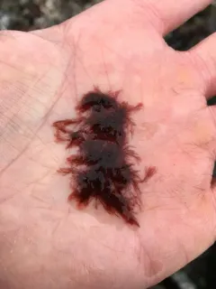 Antithamnionella spirographidis thumbnail 2