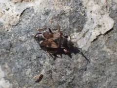 Scolopostethus diffidens thumbnail 1