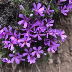 Tufted Phlox thumbnail 4