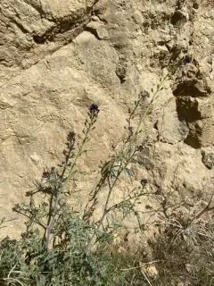 hairy wild cabbage thumbnail 2
