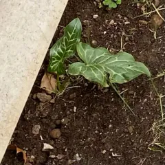 Italian arum thumbnail 2
