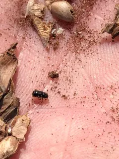 Conophthorus coniperda thumbnail 2