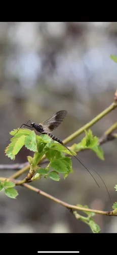 Leptophlebia pacifica