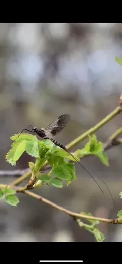 Leptophlebia pacifica thumbnail 1