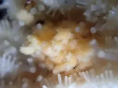 Green Slender Sea Star thumbnail 2