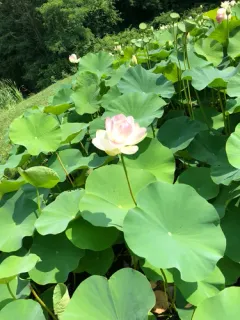 Sacred Lotus thumbnail 2