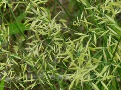 meadow fescue thumbnail 4