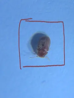Tobacco Beetle thumbnail 2