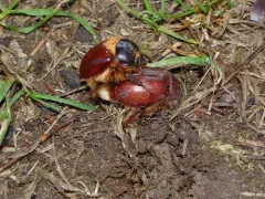 Pleocoma oregonensis thumbnail 4
