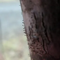 Sumac Needles thumbnail 4