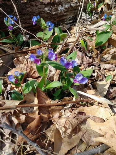 Suffolk Lungwort