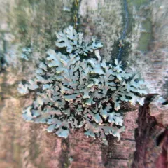 Pom-pom Shadow Lichen thumbnail 3