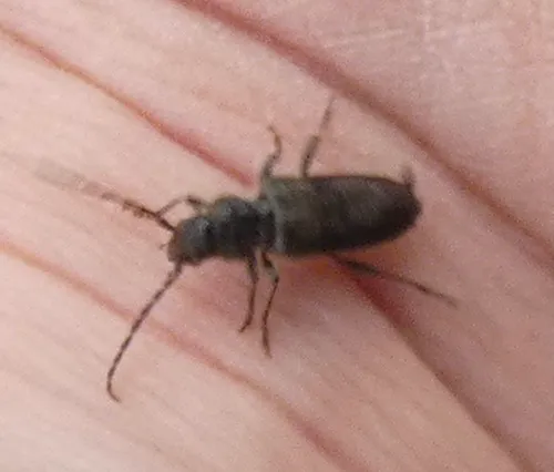 House Longhorn