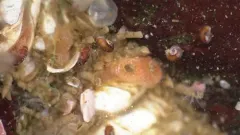 Flat Skeneopsis thumbnail 3