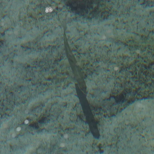 Mountain Whitefish