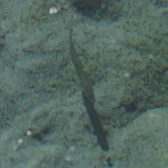 Mountain Whitefish thumbnail 1