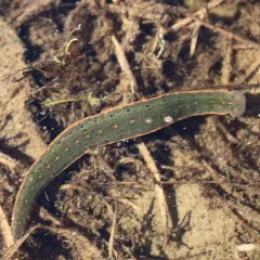 North American Medicinal Leech thumbnail 4