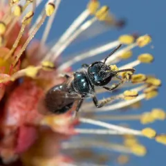Deep-blue Sweat Bee thumbnail 2