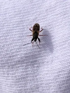 Eremocoris borealis thumbnail 3