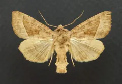 Hop Vine Borer Moth thumbnail 4
