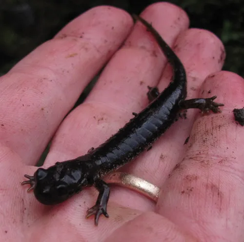 Cascade Torrent Salamander