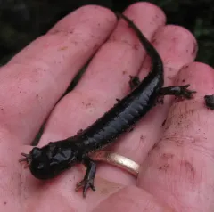 Cascade Torrent Salamander thumbnail 1