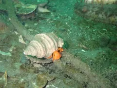 Pacific Red Hermit thumbnail 3