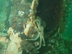 Scaled Crab thumbnail 2
