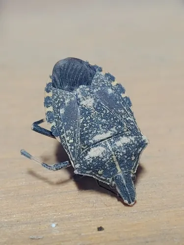 Yellow-spotted Stink Bug