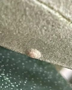 Brown Soft Scale thumbnail 2