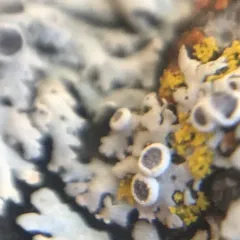 Hoary Rosette Lichen thumbnail 3