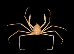 Macroregonia macrochira thumbnail 3
