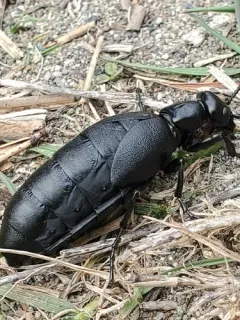 Meloe strigulosus thumbnail 2