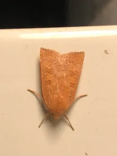 Red-winged sallow thumbnail 4