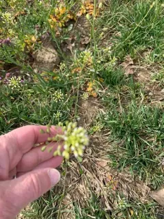 garlic penny-cress thumbnail 3