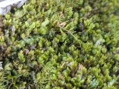 Osmund Fissidens Moss thumbnail 3