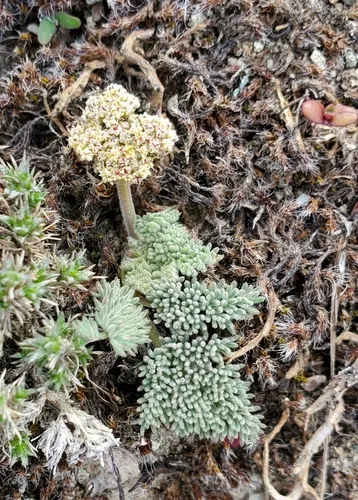 raven's lomatium
