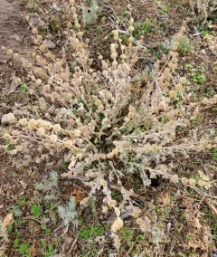 White Horehound thumbnail 2