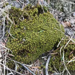 Star Moss thumbnail 4