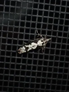 Filigreed Moth thumbnail 2
