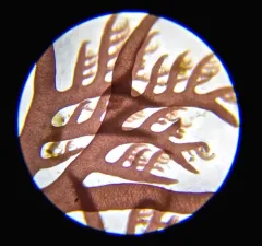 Plocamium violaceum thumbnail 4