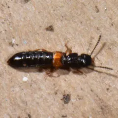 Anotylus insecatus thumbnail 1