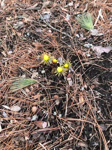 Eranthis cilicica