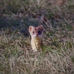 Long-tailed Weasel