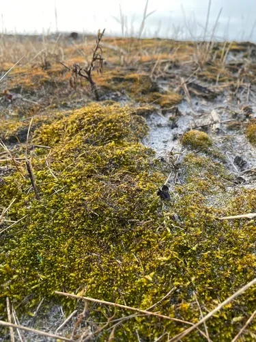 Entodon brevisetus