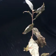 autumn olive thumbnail 3