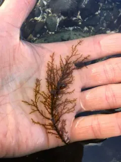 Haplogloia andersonii thumbnail 2